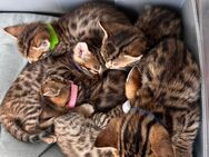 Bengal Britischkurzhaar mix kitten - Wuppertal