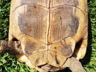 GRIECHISCHE Landschildkröte weiblich - Wolfsburg