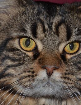 5 Maine Coon Hauskatze Mix Kätzchen abzugeben - Merseburg