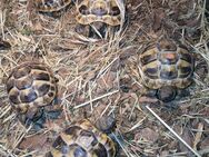 Griechische Landschildkröten NZ 24 - Burg Stargard
