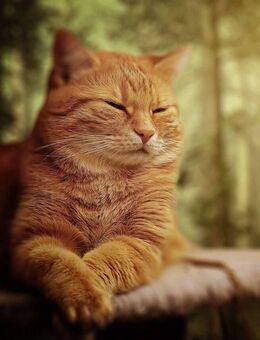 ERSTBEZUG nach Sanierung: DIE Wohlfühlzone für Singles & Pärchen AUCH für Senioren geeignet – mit Loggia & Lift! - Berlin