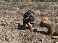 Hundewelpe, kleiner Rüde - Jack Russel - Kopov - sucht neues nettes Zuhause, Familienhund - Dingelstädt