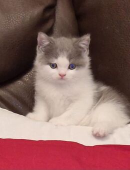 Britisch kurzhaar bkh kitten - Wathlingen