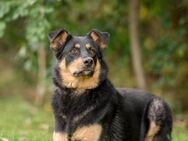 Grace❤️sucht Für-Immer-Zuhause - Rott (Inn)