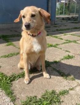 Greta, liebe Familienhündin - Bückeburg