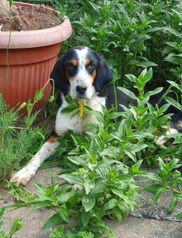 Liebevolle Huendin sucht ein Zuhause - Sulzdorf (Lederhecke)