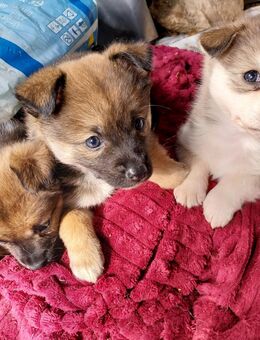 Zucker süüsse - Heinsberg