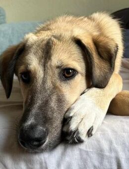 Miles - freundlicher, junger Rüde auf PS - Berlin