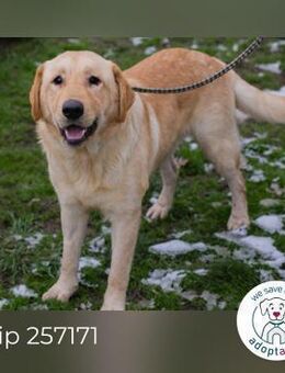 Chip 257171: Sucht ein Zuhause - Kirchzell