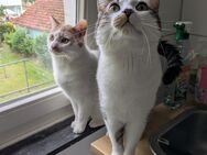 Hauskatzen - Munster
