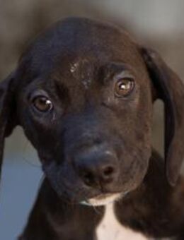 ROSI💖kleiner Wirbelwind mit Herz - Hamburg