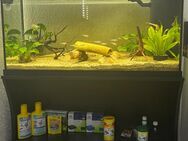 Juwel Aquarium 110L mit Besatz - Winterlingen