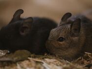 Hippe Boygroup sucht Bühne, 4 Degu Böckchen - Oberhausen