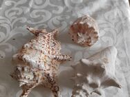25 echte Muscheln, inkl. Versand! - Lucka