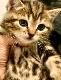 BkH Junge reinrassig Golden Black Tabby - Bremen