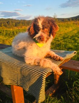 Lagotto Romagnolo mal Doodle 8 Monate jung, sucht neues Zuhause - Waldmünchen