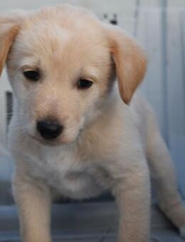 Keks - einfach nur zum anknabbern - Süderbrarup