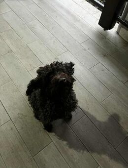 Pudeline Schoki sucht ihre Familie - Mannheim