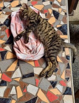 Junge zahme Katzen abzugeben - Burg (Spreewald)
