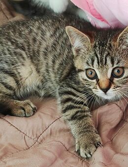 BKH Kitten Junge und Mädchen - Wuppertal