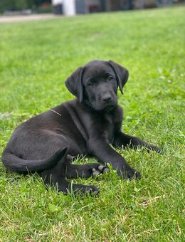 Reinrassige Labradorwelpen von der Mecklenburger Seenplatte (sofort abgabebereit) - Klein Vielen