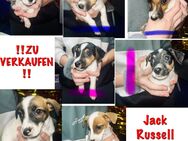 Jack Russell Terrier - Hecklingen