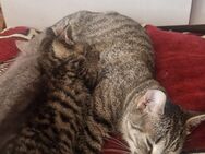 Baby katzen und Mutter Katze zu verkaufen (auch einzelnd verkauft) - Gelsenkirchen Altstadt