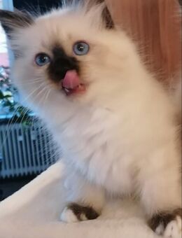 Heilige birma kitten Abgabe 16.11.25 - Geislingen (Steige)