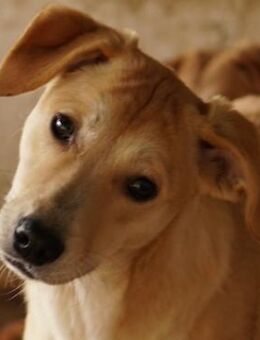 Phoenix, geb. ca. 07/2023, Griechenland - Euskirchen