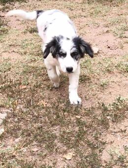 Hütehundemädchen Malou - Tholey