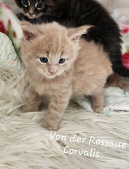 =^..^=Sehr typvolle Maine Coon kitten mit Stammbaum aus seriöser Zucht =^..^= - Bad Berleburg