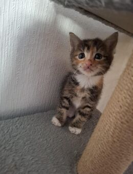 Katzenbabys - Altmärkische Höhe