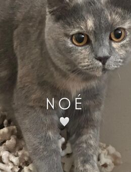 BKH Katze - Gronau (Westfalen)