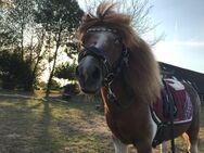 Pflegebeteiligung gesucht (Mann sucht Pferd oder Pony) - Neumünster