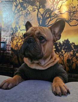 Französische Bulldogge “Teddy”, 3 Jahre alt, sucht liebevolles Für-Immer-Zuhause - Ottobrunn