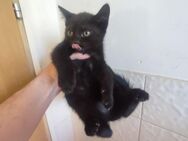 Süße Katze Weibchen - Saarbrücken