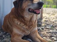 💙Ferris💙 sucht ein schönes Zuhause💙🐾 - Freilassing