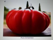Tomaten-Samen,russ.Ochsenherz Nr.7888 - Bretten