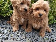 Maltipoo Welpen suchen ein Herz zum Erobern - Nordhausen
