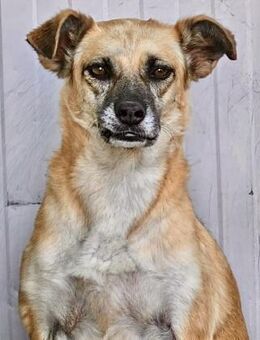 HERA sucht ihr Für-immer-Zuhause - Weilheim (Oberbayern)