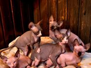 Reinrassige Kanadische Sphynx Kitten - Emmendingen
