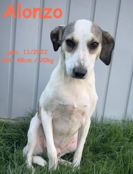 Alonzo, der zarte Sonnenstrahl - Rinteln