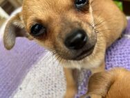 2-Chihuahua Welpen suchen ein neues Zuhause - Essen (Oldenburg)