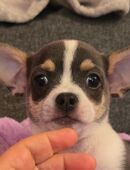 Chihuahua Deckrüde in 5034