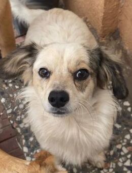 💙Kleiner Freund Fiete 🐾✨ - Eislingen (Fils)