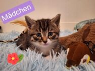 Süße BKH MIX Babykatzen . - Köln