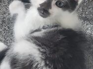 Kitten Katze Babykatze Kater - Nachrodt-Wiblingwerde