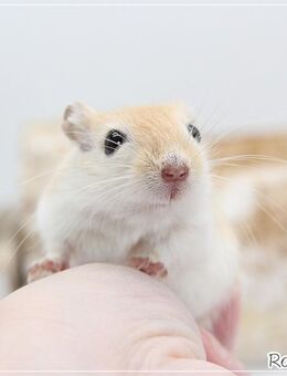 Zauberhafte, zahme Rennmäuse - Egling