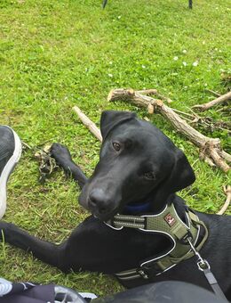 Loki sucht ein neues Zuhause - Chemnitz