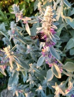 Wollziest, Eselsohr, Hasenohr (Stachys byzantina) - Horgenzell